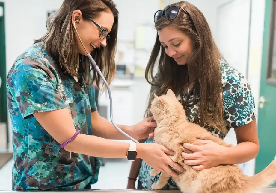 Alliance Veterinary Clinic 1 alliance veterinary clinic