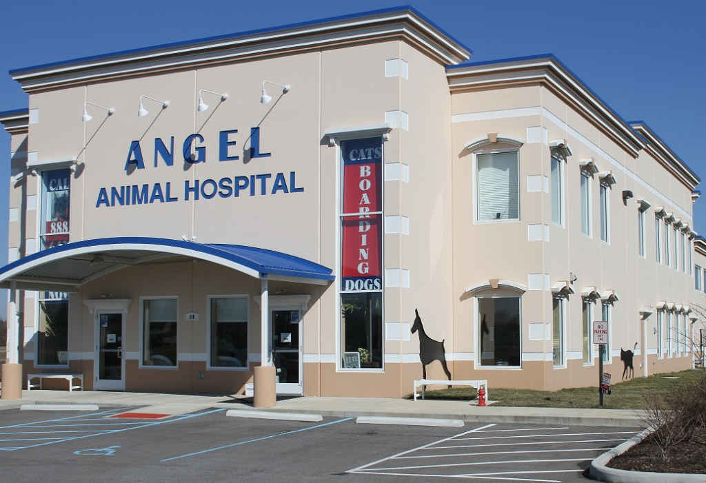 Angel Animal Clinic 1 angel animal clinic