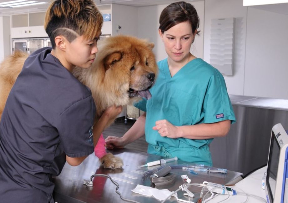 Chai Veterinary Clinic & Surgery 1 chai veterinary clinic surgery