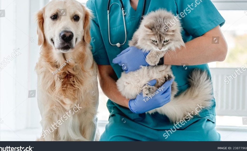Goldencat Veterinary Clinic 1 goldencat veterinary clinic
