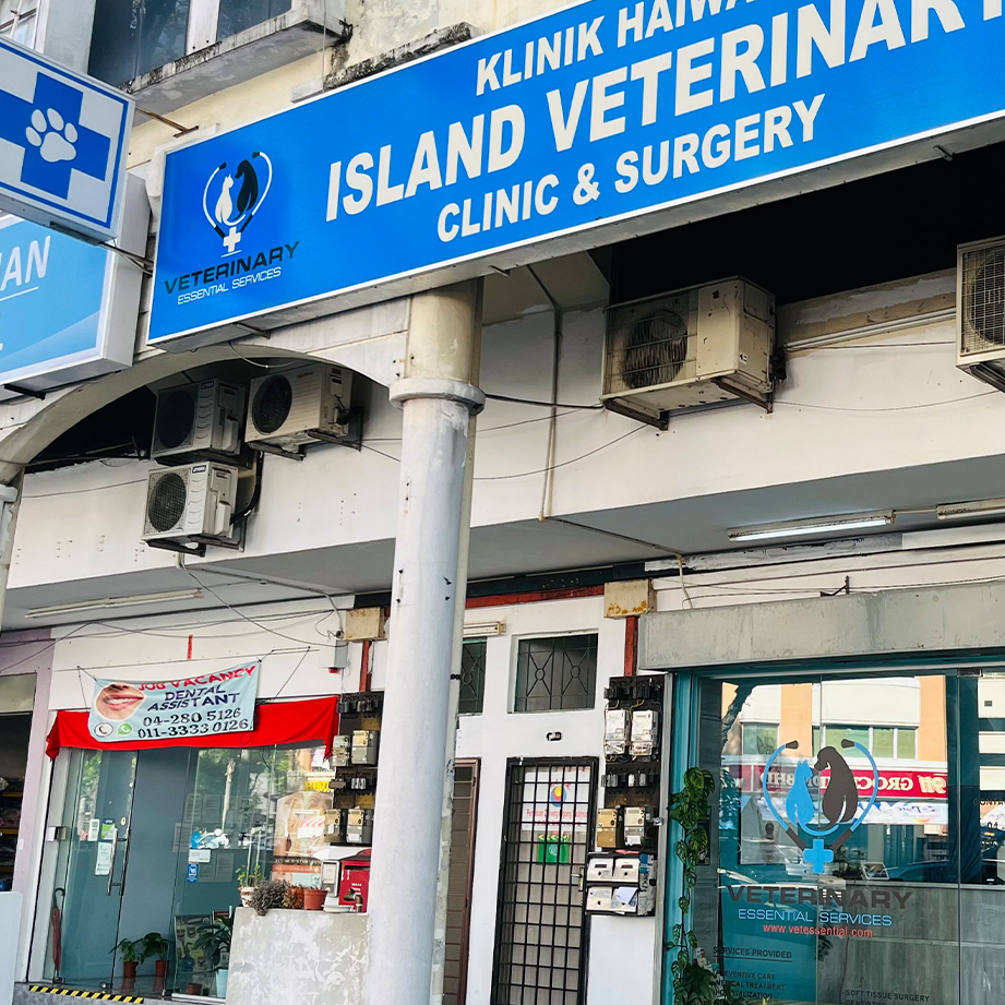 Island Veterinary Clinic and Surgery 1 island veterinary clinic and surgery