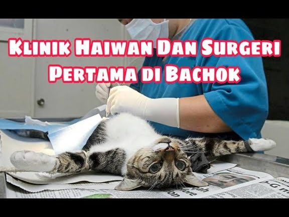 Klinik Haiwan dan Surgeri MHI ( Besut ) 1 klinik haiwan dan surgeri mhi besut