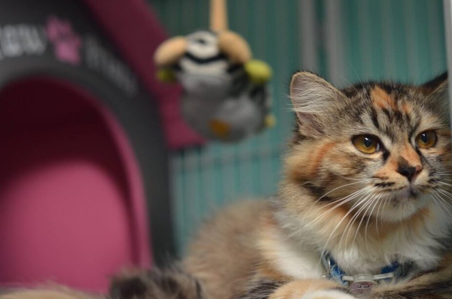 klinik haiwan petplanet