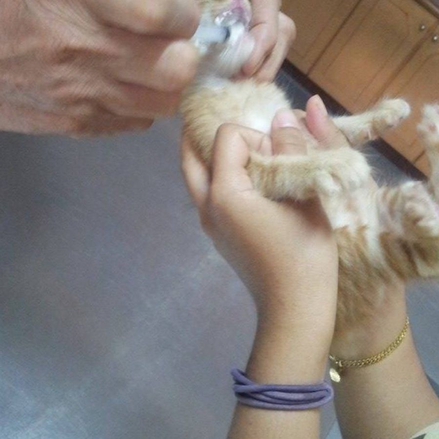 Klinik Veterinar di Balik Pulau, Malaysia 1 klinik veterinar di balik pulau malaysia