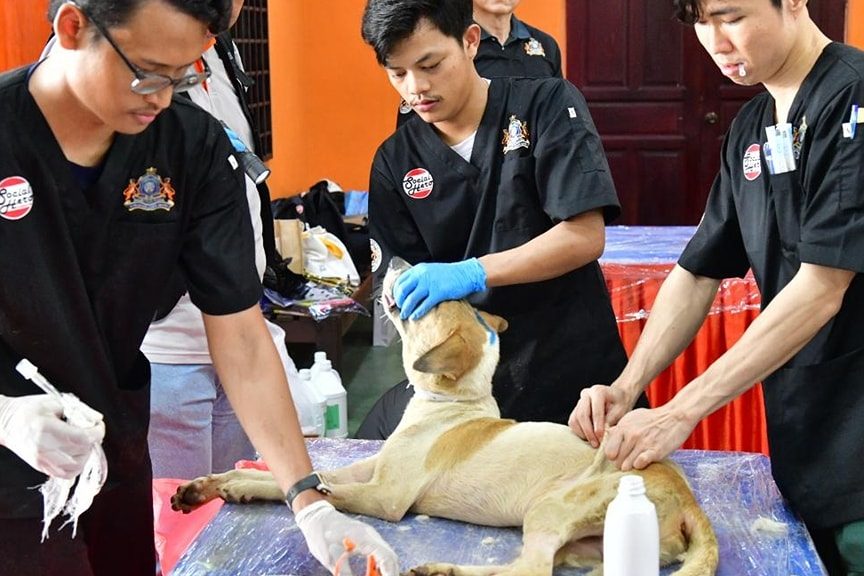 Klinik Veterinar di Iskandar Puteri, Malaysia 1 klinik veterinar di iskandar puteri malaysia