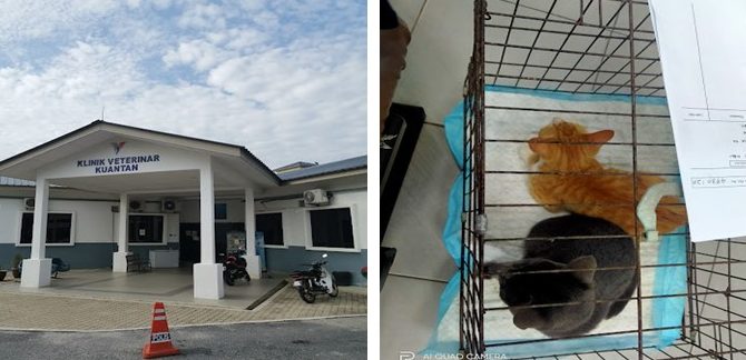 Klinik Veterinar di Kuantan, Malaysia 1 klinik veterinar di kuantan malaysia