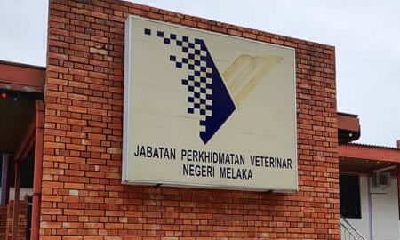 Klinik Veterinar di Malacca, Malaysia 1 klinik veterinar di malacca malaysia