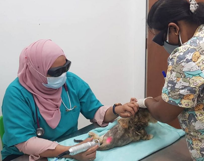 Klinik Veterinar Timur Laut 1 klinik veterinar timur laut