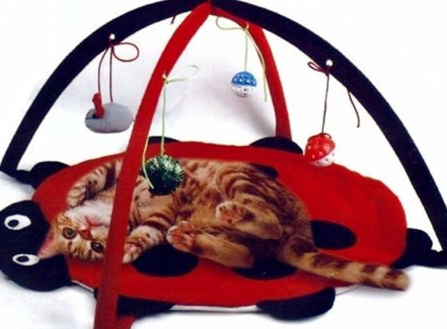 Love Cat Centre 1 love cat centre