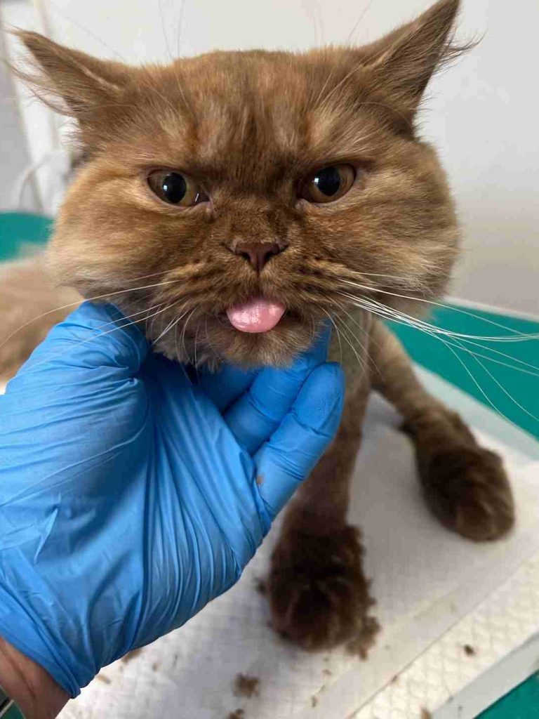 Olivet Veterinar (The Cat Vet) 1 olivet veterinar the cat vet