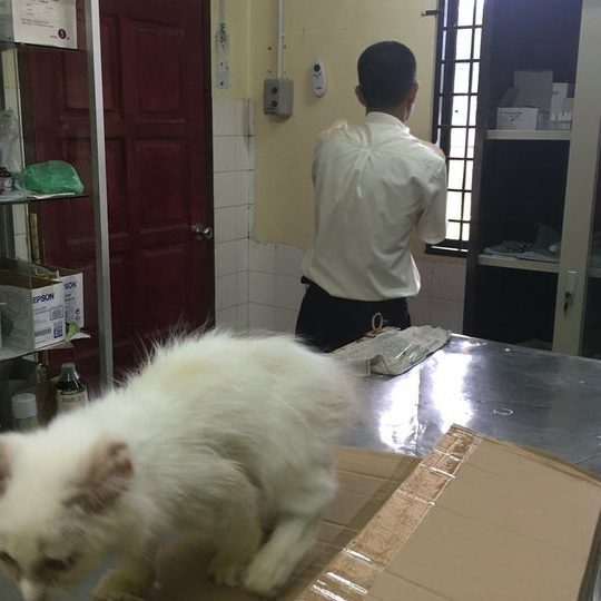 Pejabat Perkhidmatan Veterinar Daerah Yan 1 pejabat perkhidmatan veterinar daerah yan