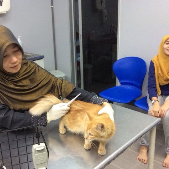 Pubaa Animal Clinic 1 pubaa animal clinic