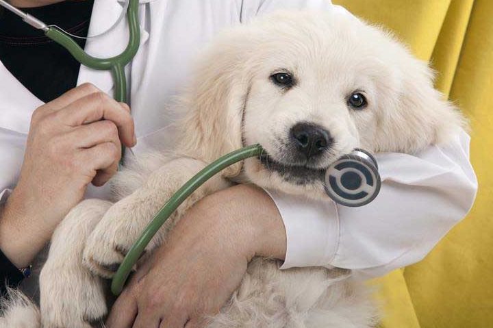 tona veterinary centre