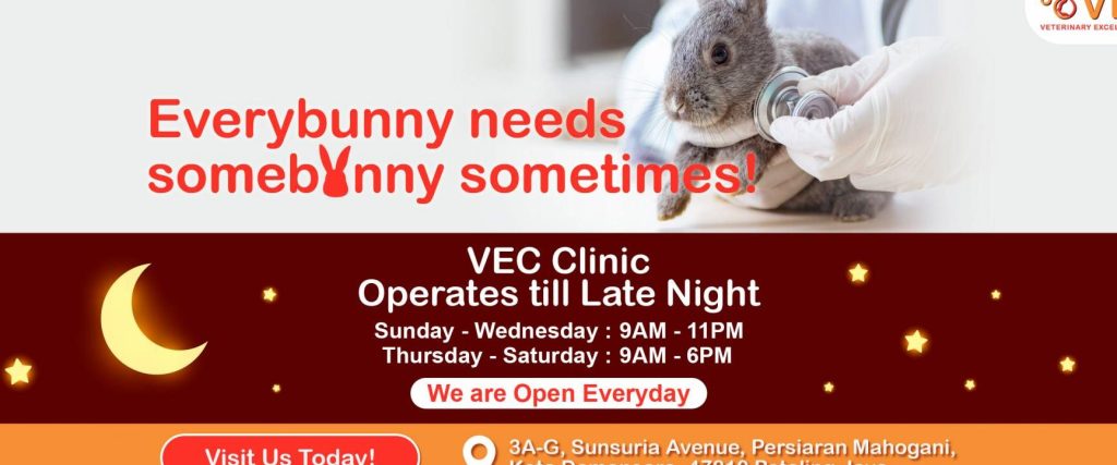 VEC Veterinary Clinic Kota Damansara PJ | Cats, Dogs Friendly | Night Vet 1 vec veterinary clinic kota damansara pj cats dogs friendly night vet