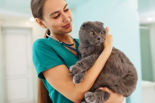 Veterinar 1 veterinar